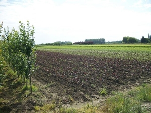 07-Langs rozenvelden en planterijen in Schellebelle