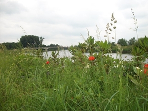 74-Bergenmeersen langs Zeeschelde