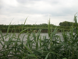 78-Natuur en Zeeschelde