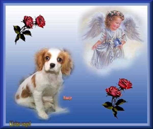 Angel8abcdfr