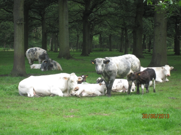 Schoten 30-06-2013 027