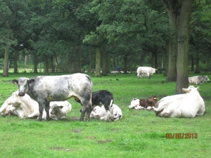 Schoten 30-06-2013 028