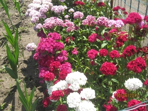 Schoten 30-06-2013 050