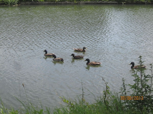 Schoten 30-06-2013 058