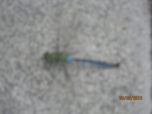 Schoten 30-06-2013 061