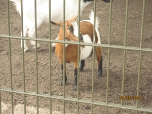 Schoten 30-06-2013 085