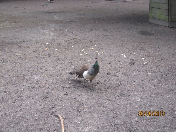 Schoten 30-06-2013 090