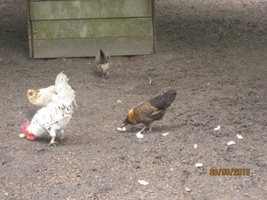 Schoten 30-06-2013 091