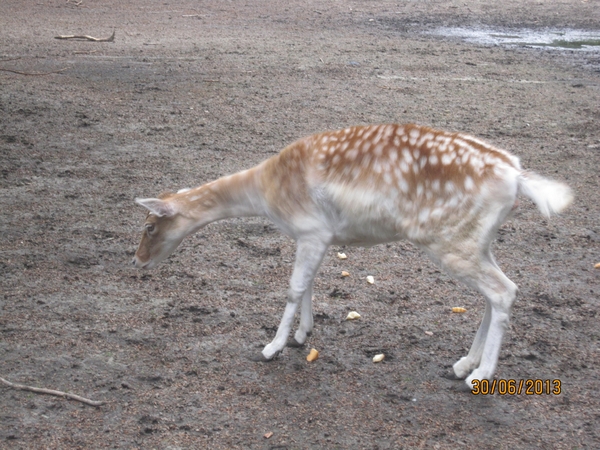 Schoten 30-06-2013 092