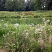 deze ook