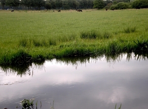 Galloways