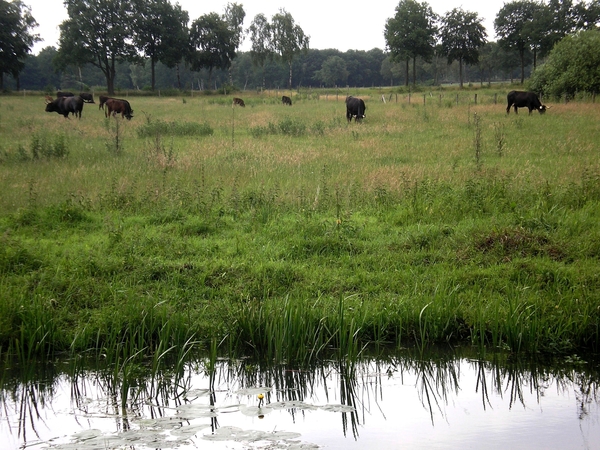 en meer