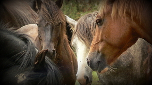 wilde paarden