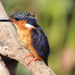 ijsvogel