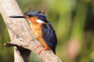 ijsvogel