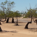 mangrove