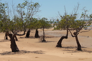 mangrove