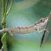 kameleon