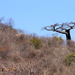 baobab