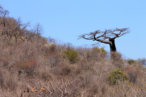 baobab