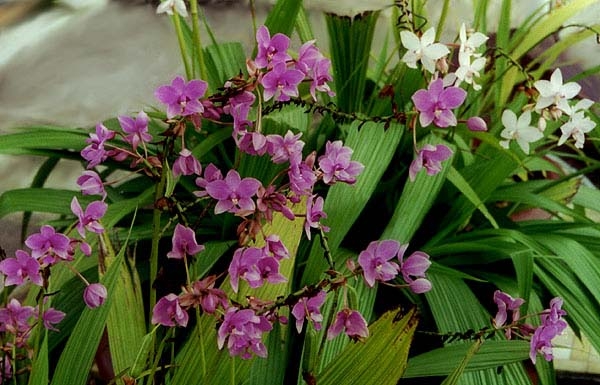 0-                      bletilla_4Tropical flowers.