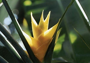 0-                  heliconia_3