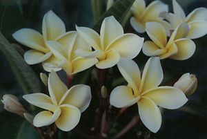 0-                  plumeria