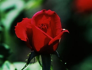 0-                  rose_olympiad (Small)