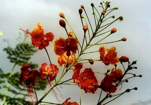 0-                  Tropical flower dwaf_poinciana_1