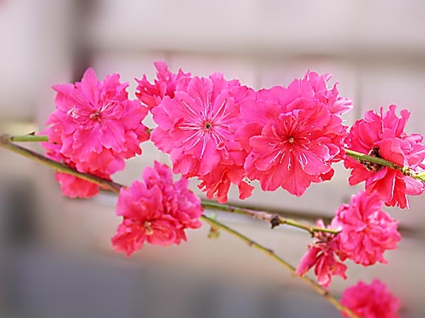 0-                 prunus_persiae_spring03