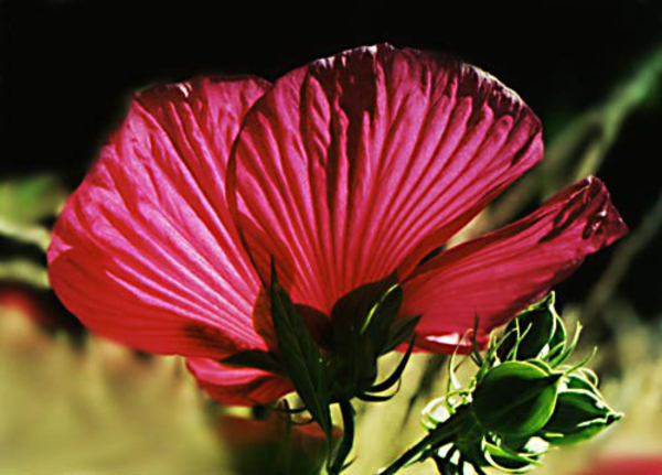 0-                 red_hardyhibiscus