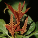 0-                 Tropical flower aphelandra_macrophyla