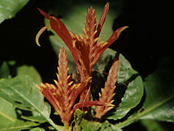 0-                 Tropical flower aphelandra_macrophyla