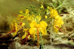 0-                dwarf_poinciana_3