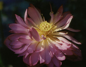 0-                lotus_2001_4