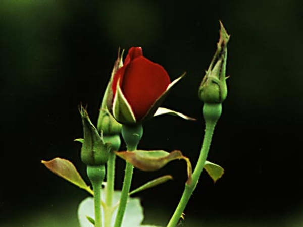 0-                red_rose