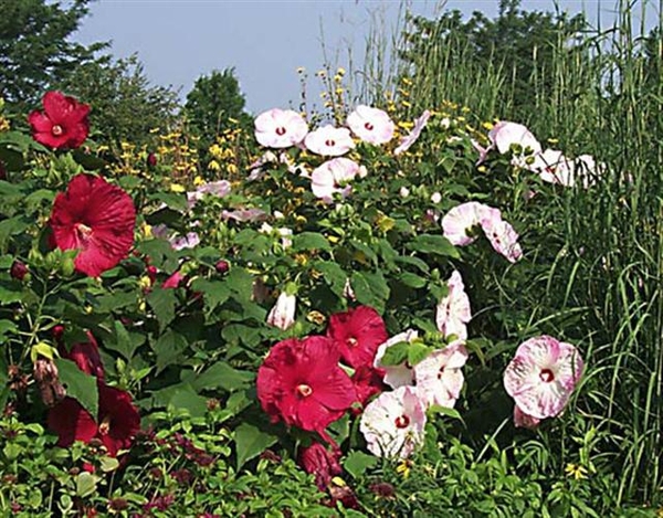 0-               hardy_hibiscus (Small)