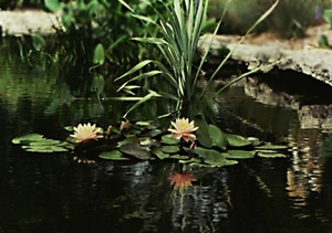 0-                waterlily_pad