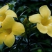 0-               allamanda_1