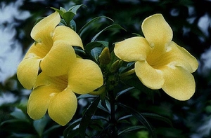 0-               allamanda_1