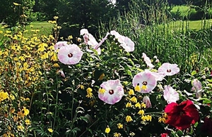 0-               hibiscus_coneflower (Small)