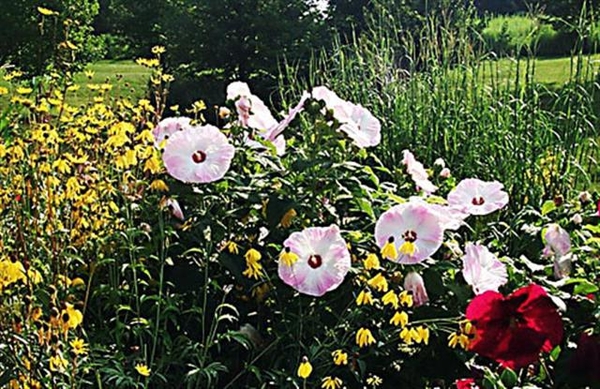 0-               hibiscus_coneflower (Small)