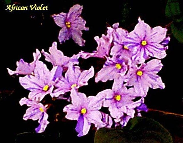 0-              africanviolet (Medium) (Small)