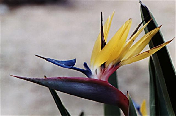 0-              birdofparadise_yellow (Small)