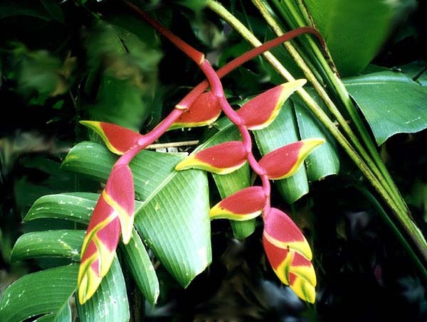 0-              heliconia_2