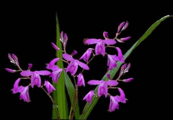 0-             bletilla_1 (Small)