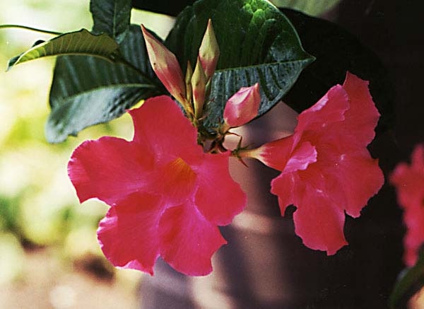 0-            mandevilla_red