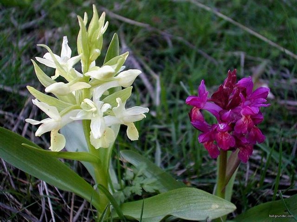 0-                Dactylorhiza20_jpg (Small)