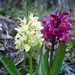 0-         Dactylorhiza7_jpg (Small)