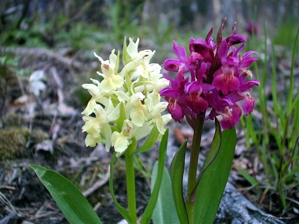 0-         Dactylorhiza7_jpg (Small)